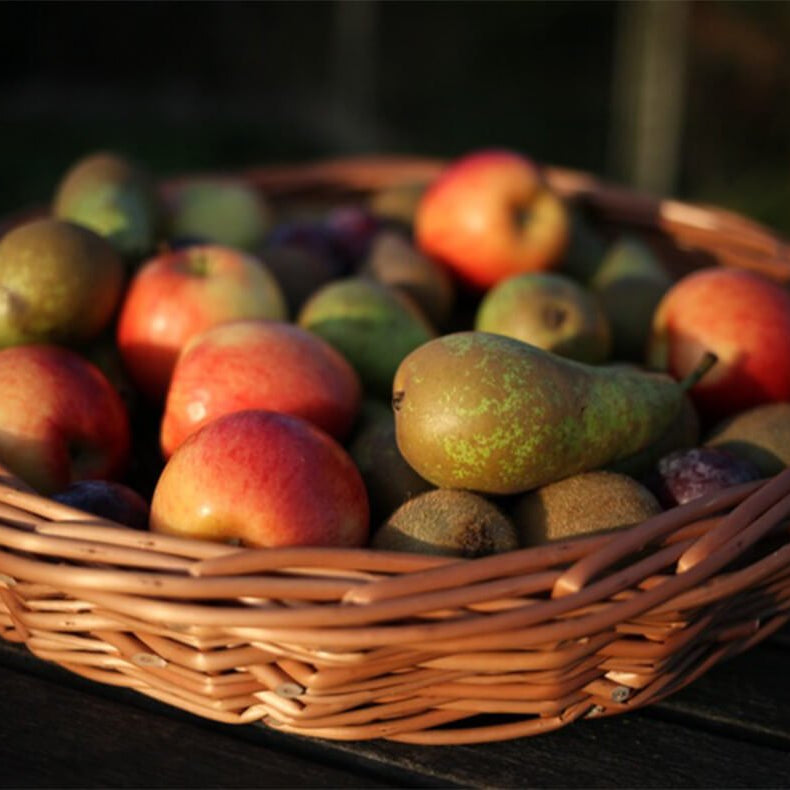 basket weaving course - the fruit basket