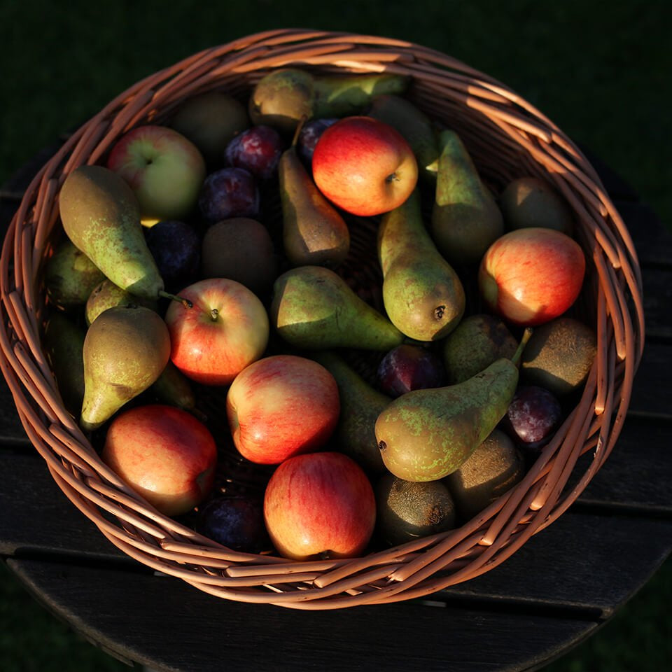 basket weaving - the fruit basket