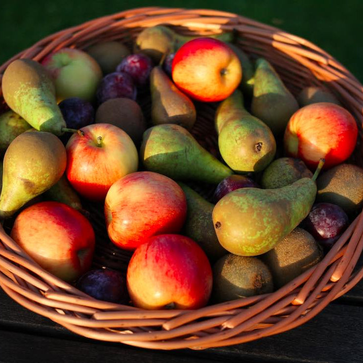 basket weaving kit- fruit basket